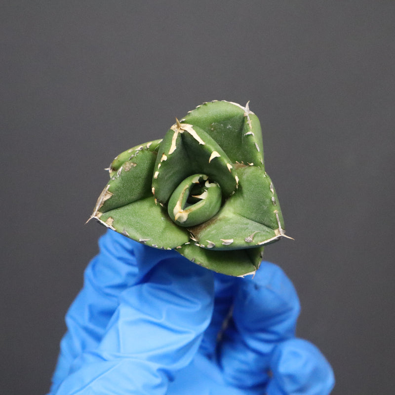 【DRAGON AGAVE】アガベ 達摩 EC1134