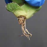 【DRAGON AGAVE】アガベ 達摩 EC1134