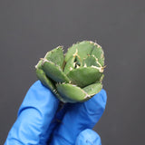 【DRAGON AGAVE】アガベ 達摩 EC1134