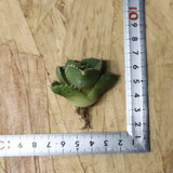 【DRAGON AGAVE】アガベ 達摩 EC1135