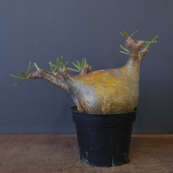 塊根植物 – 7ページ目 – TaiShoDo ONLINE SHOP