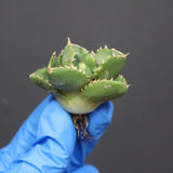 【DRAGON AGAVE】アガベ 達摩 EC1135