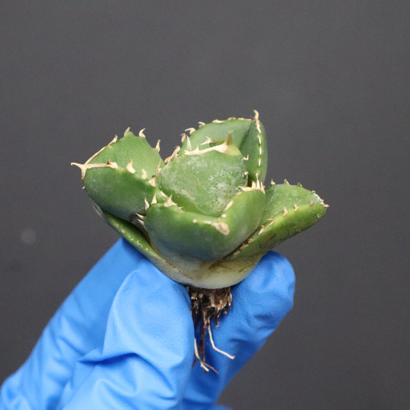 【DRAGON AGAVE】アガベ 達摩 EC1135