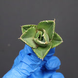 【DRAGON AGAVE】アガベ 達摩 EC1135