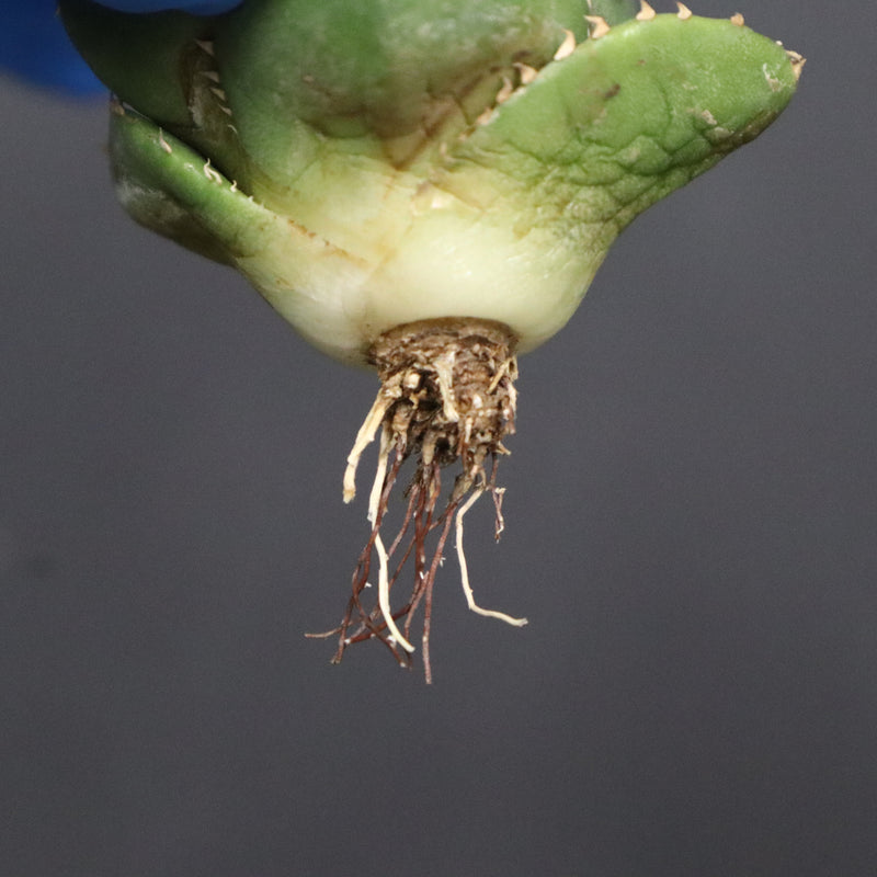 【DRAGON AGAVE】アガベ 達摩 EC1135