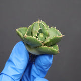 【DRAGON AGAVE】アガベ 達摩 EC1135