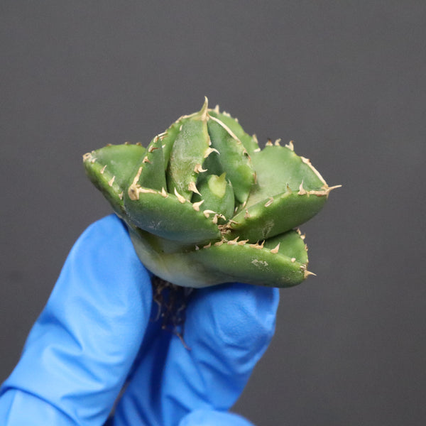 【DRAGON AGAVE】アガベ 達摩 EC1135