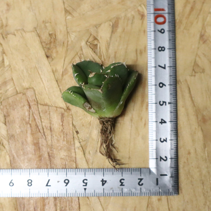 【DRAGON AGAVE】アガベ 達摩 EC1136