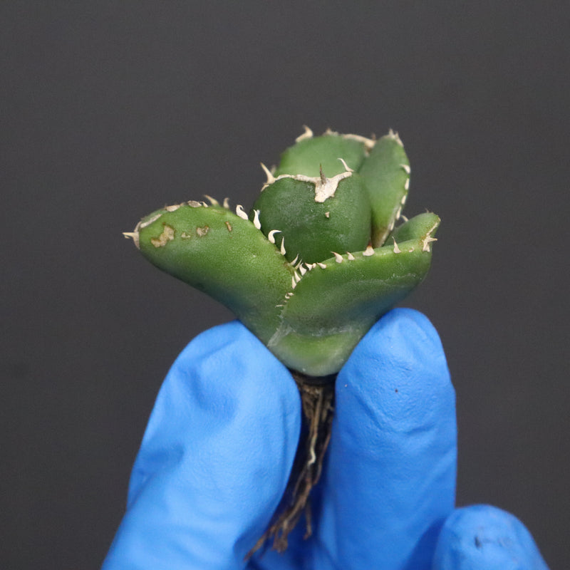 【DRAGON AGAVE】アガベ 達摩 EC1136