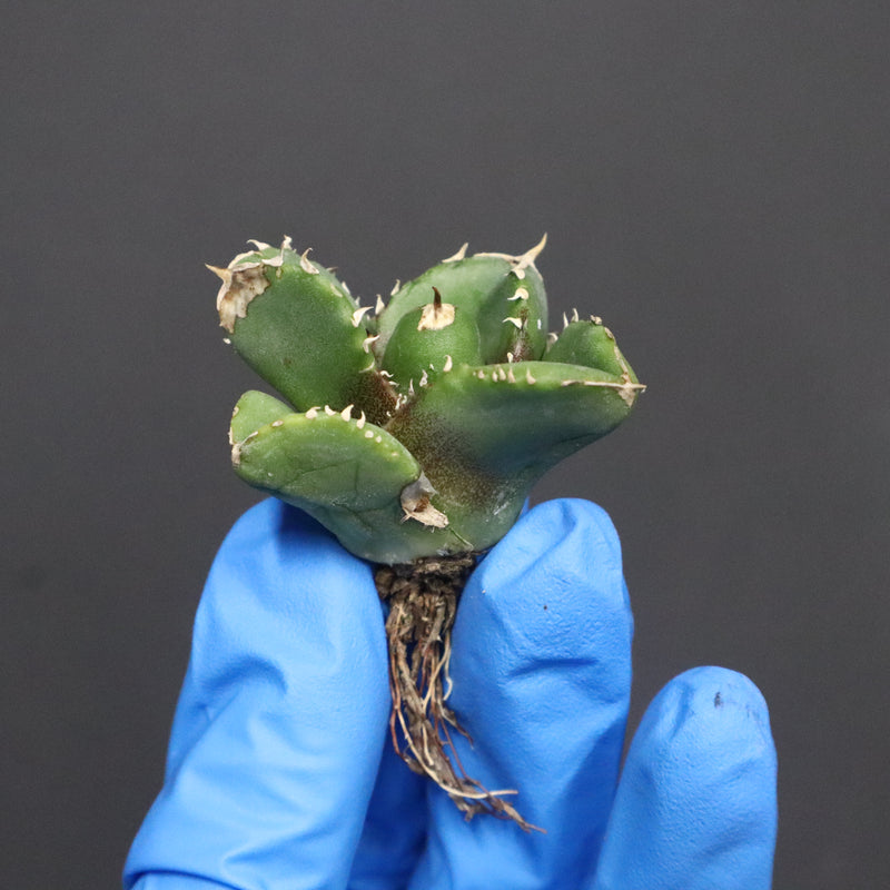 【DRAGON AGAVE】アガベ 達摩 EC1136