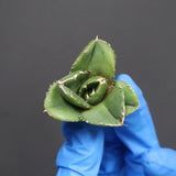 【DRAGON AGAVE】アガベ 達摩 EC1136