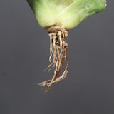 【DRAGON AGAVE】アガベ 達摩 EC1136