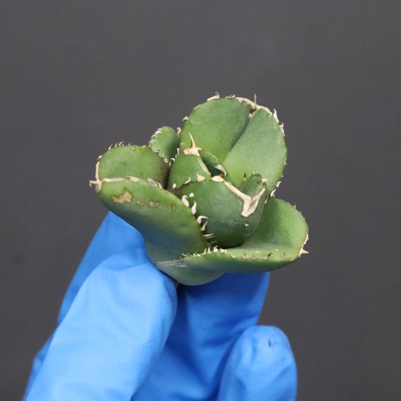 【DRAGON AGAVE】アガベ 達摩 EC1136