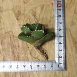 【DRAGON AGAVE】アガベ 達摩 EC1137