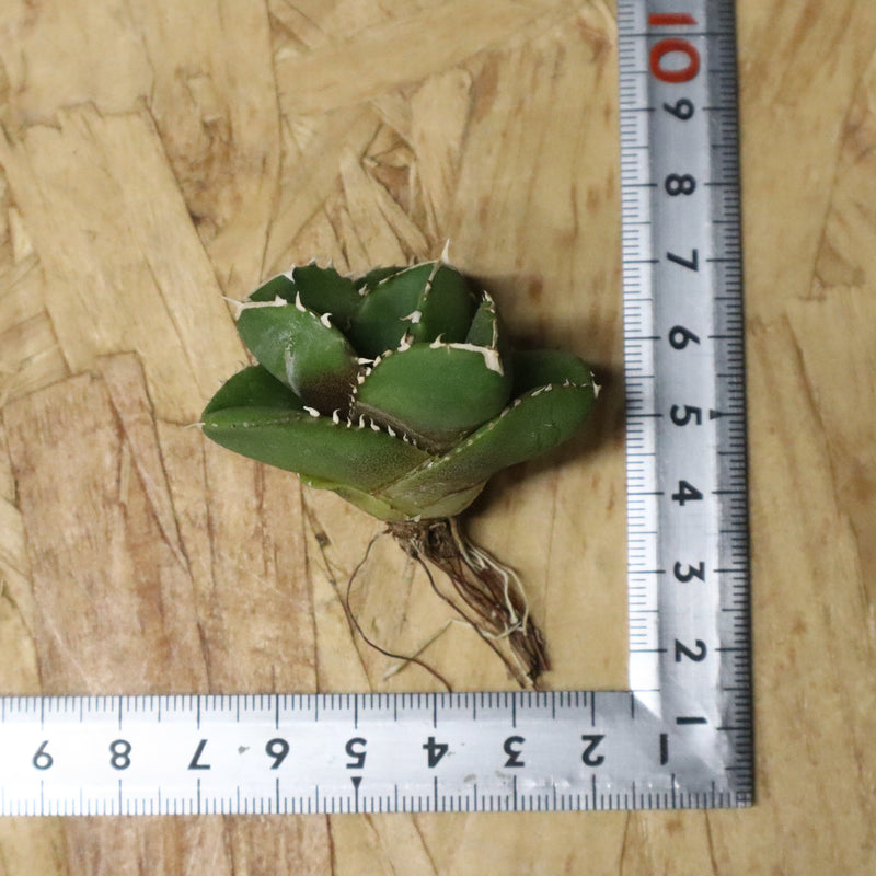 【DRAGON AGAVE】アガベ 達摩 EC1137