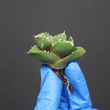 【DRAGON AGAVE】アガベ 達摩 EC1137