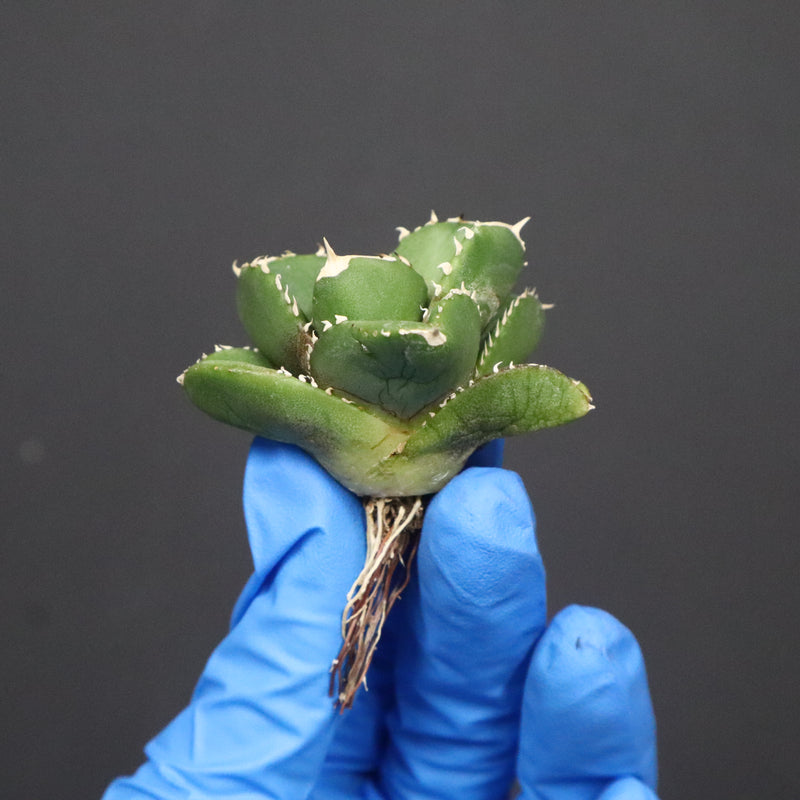 【DRAGON AGAVE】アガベ 達摩 EC1137