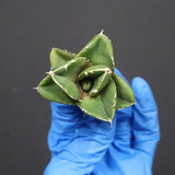 【DRAGON AGAVE】アガベ 達摩 EC1137