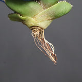 【DRAGON AGAVE】アガベ 達摩 EC1137