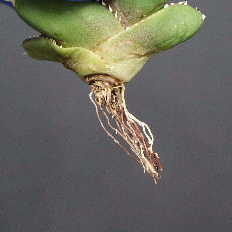 【DRAGON AGAVE】アガベ 達摩 EC1137