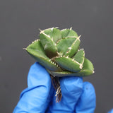 【DRAGON AGAVE】アガベ 達摩 EC1137