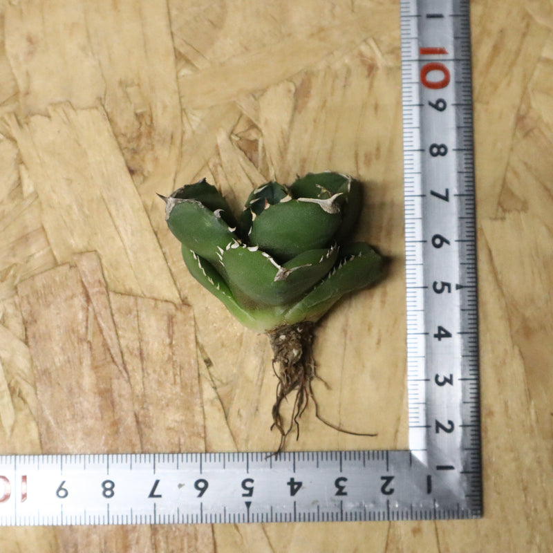 【DRAGON AGAVE】アガベ 達摩 EC1138