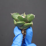 【DRAGON AGAVE】アガベ 達摩 EC1138