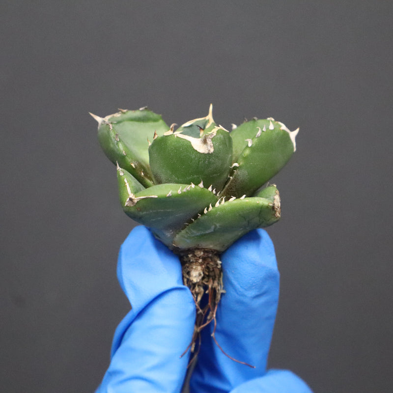 【DRAGON AGAVE】アガベ 達摩 EC1138