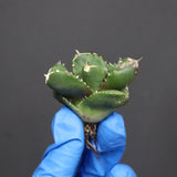 【DRAGON AGAVE】アガベ 達摩 EC1138