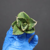 【DRAGON AGAVE】アガベ 達摩 EC1138