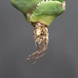 【DRAGON AGAVE】アガベ 達摩 EC1138