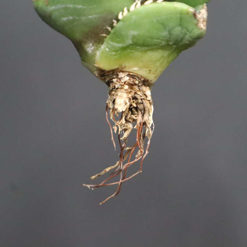 【DRAGON AGAVE】アガベ 達摩 EC1138