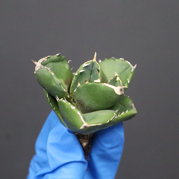 【DRAGON AGAVE】アガベ 達摩 EC1138