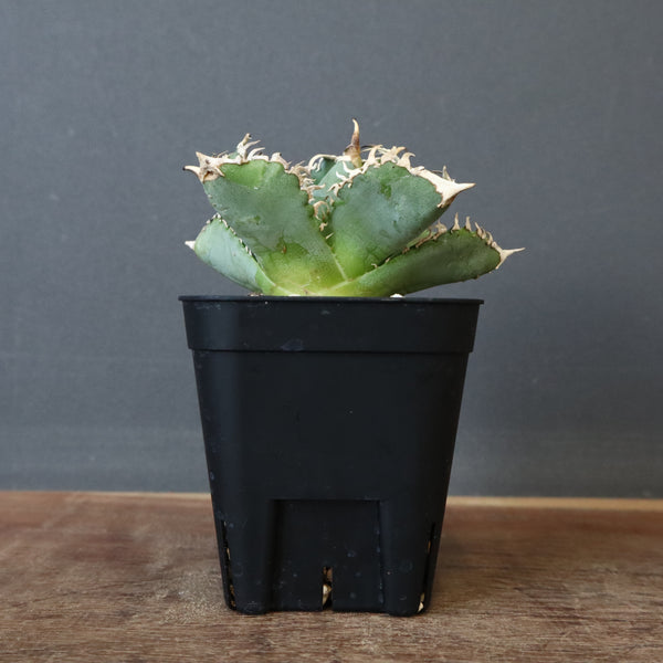 アガベ 白豪刺 EC699 – TaiShoDo ONLINE SHOP