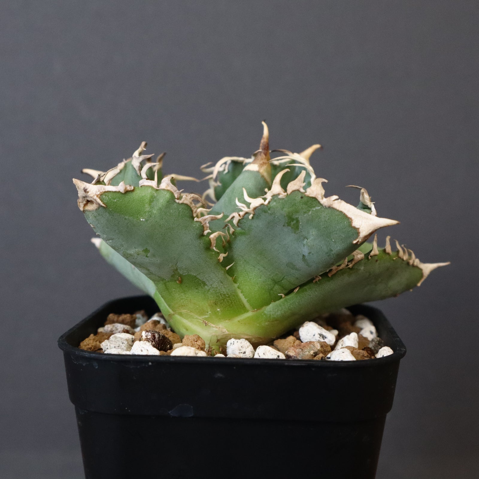 アガベ 白豪刺 EC699 – TaiShoDo ONLINE SHOP