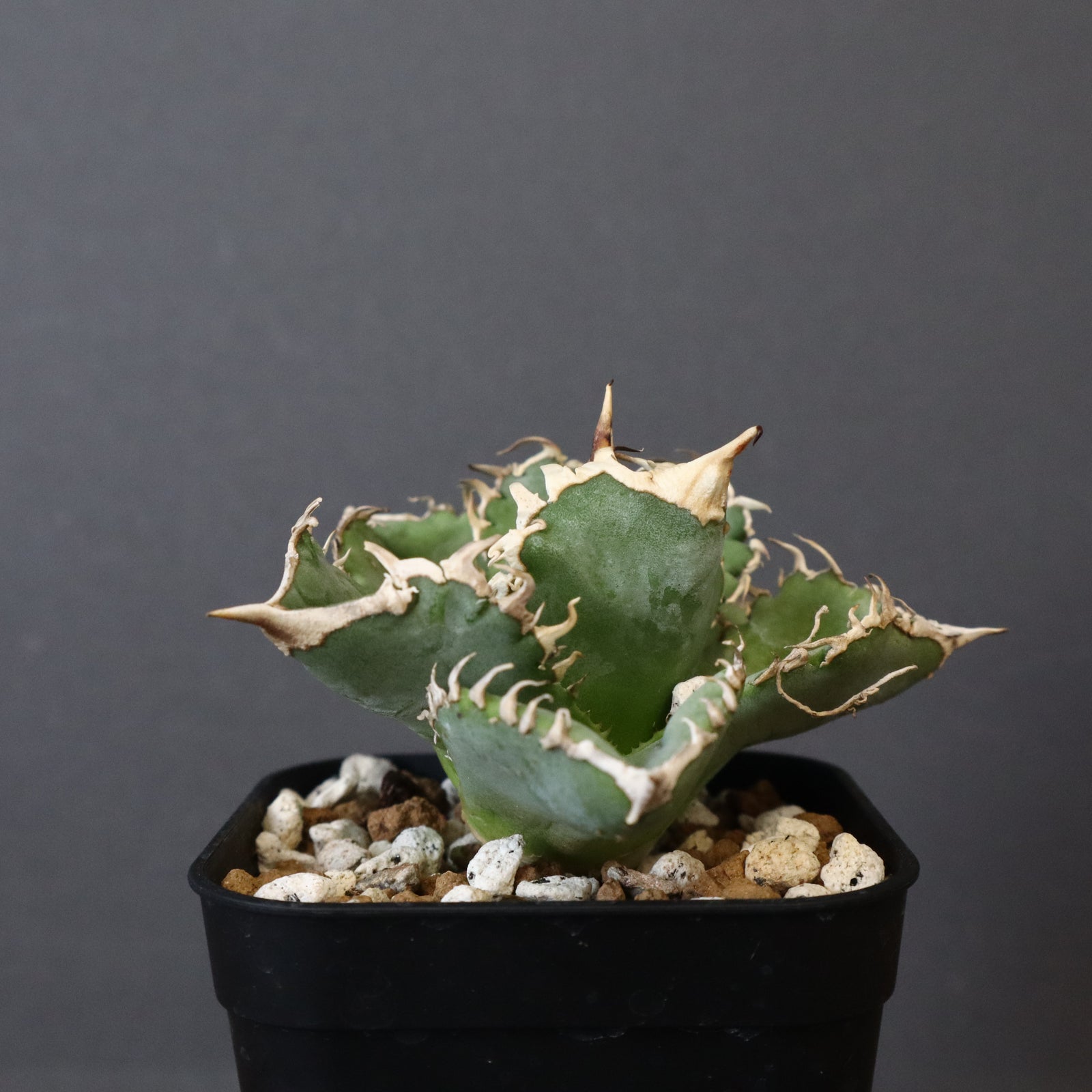 アガベ 　オテロイ　白豪刺　子株2つ付き アガベ 白豪刺 EC699 – TaiShoDo ONLINE SHOP