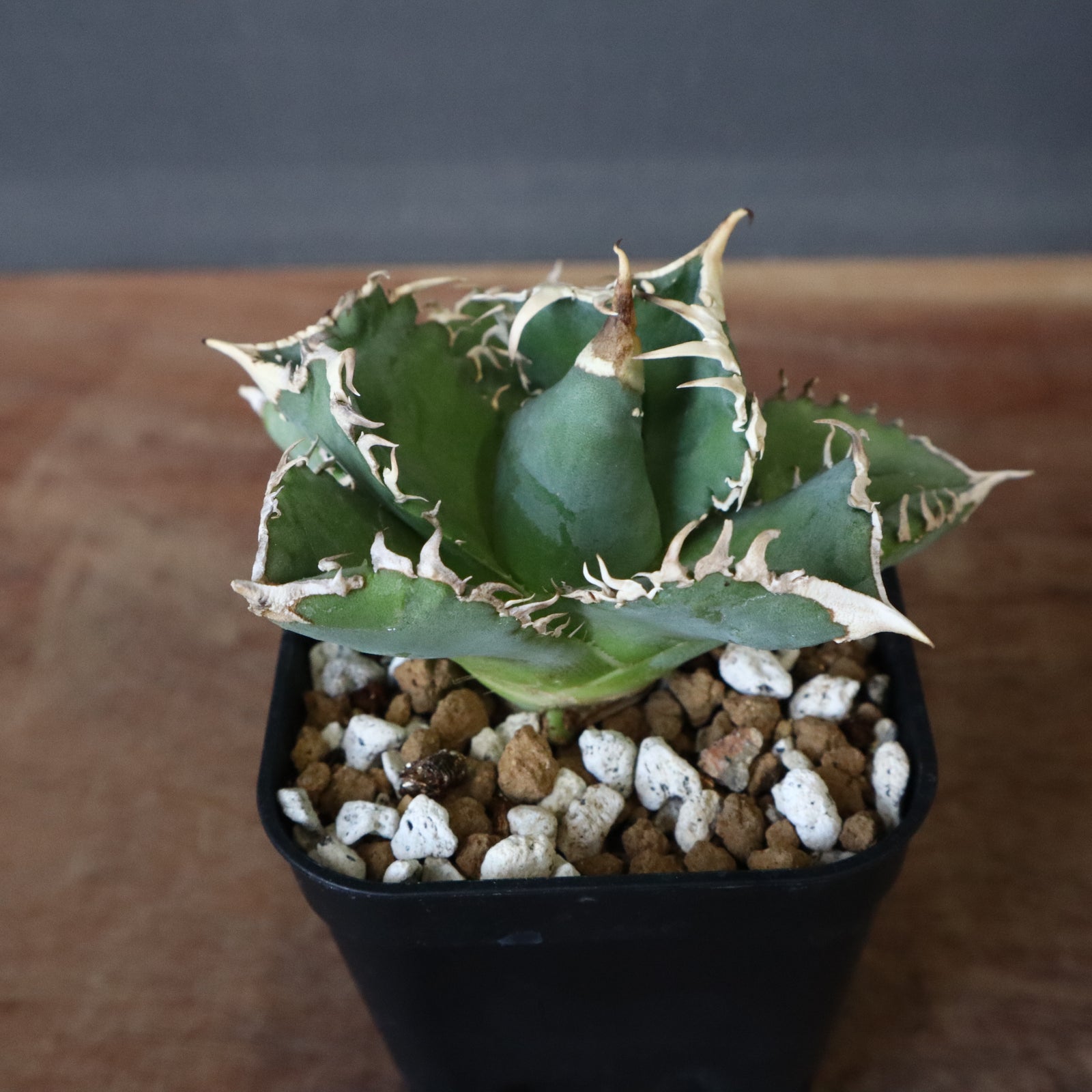 アガベオテロイ 白豪刺 アガベ 白豪刺 EC699 – TaiShoDo ONLINE SHOP