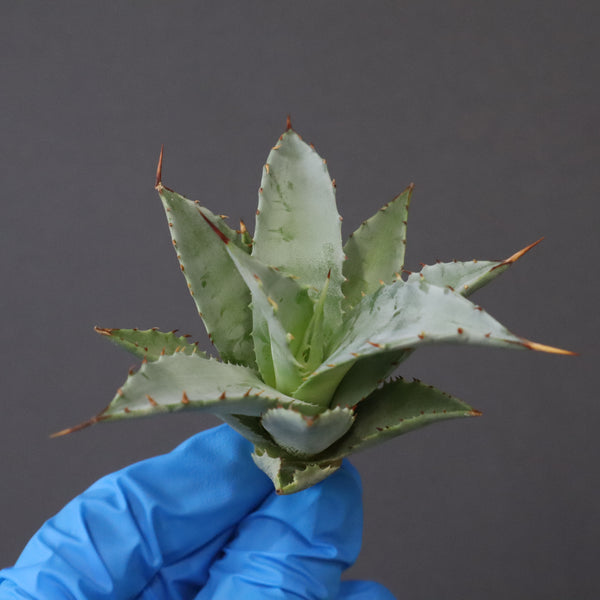 【DRAGON AGAVE】アガベ 甲蟹×妖炎 EC1139