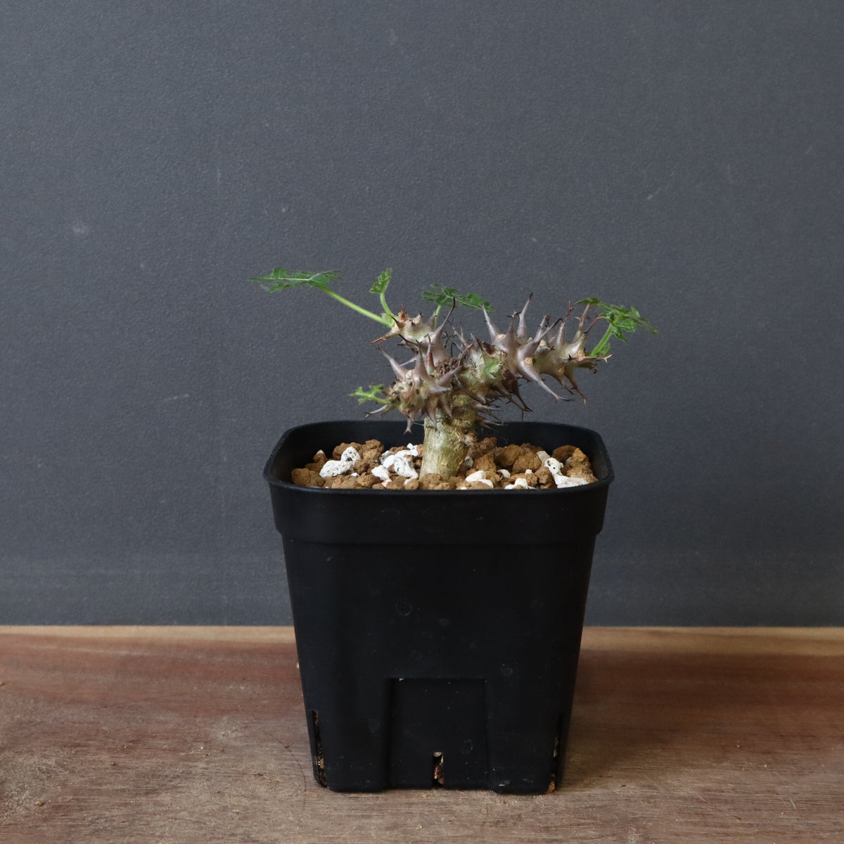 塊根植物 – 17ページ目 – TaiShoDo ONLINE SHOP