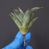 【DRAGON AGAVE】アガベ 甲蟹×妖炎 EC1139