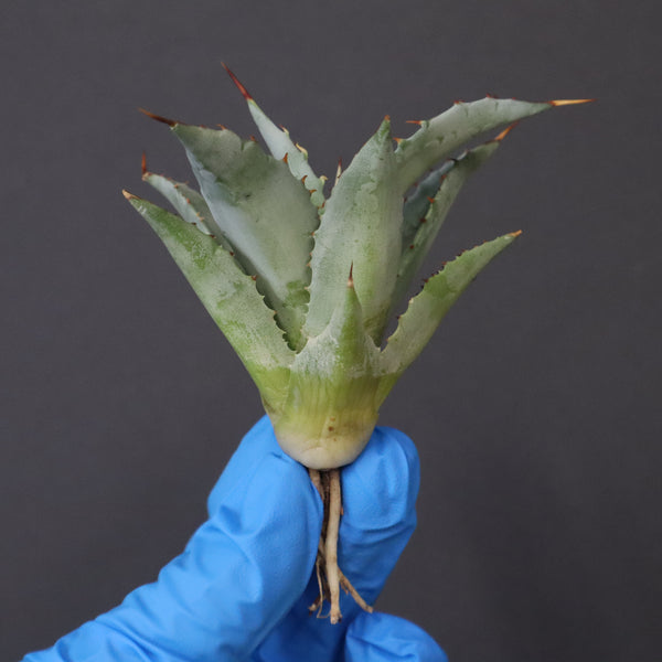 【DRAGON AGAVE】アガベ 甲蟹×妖炎 EC1139