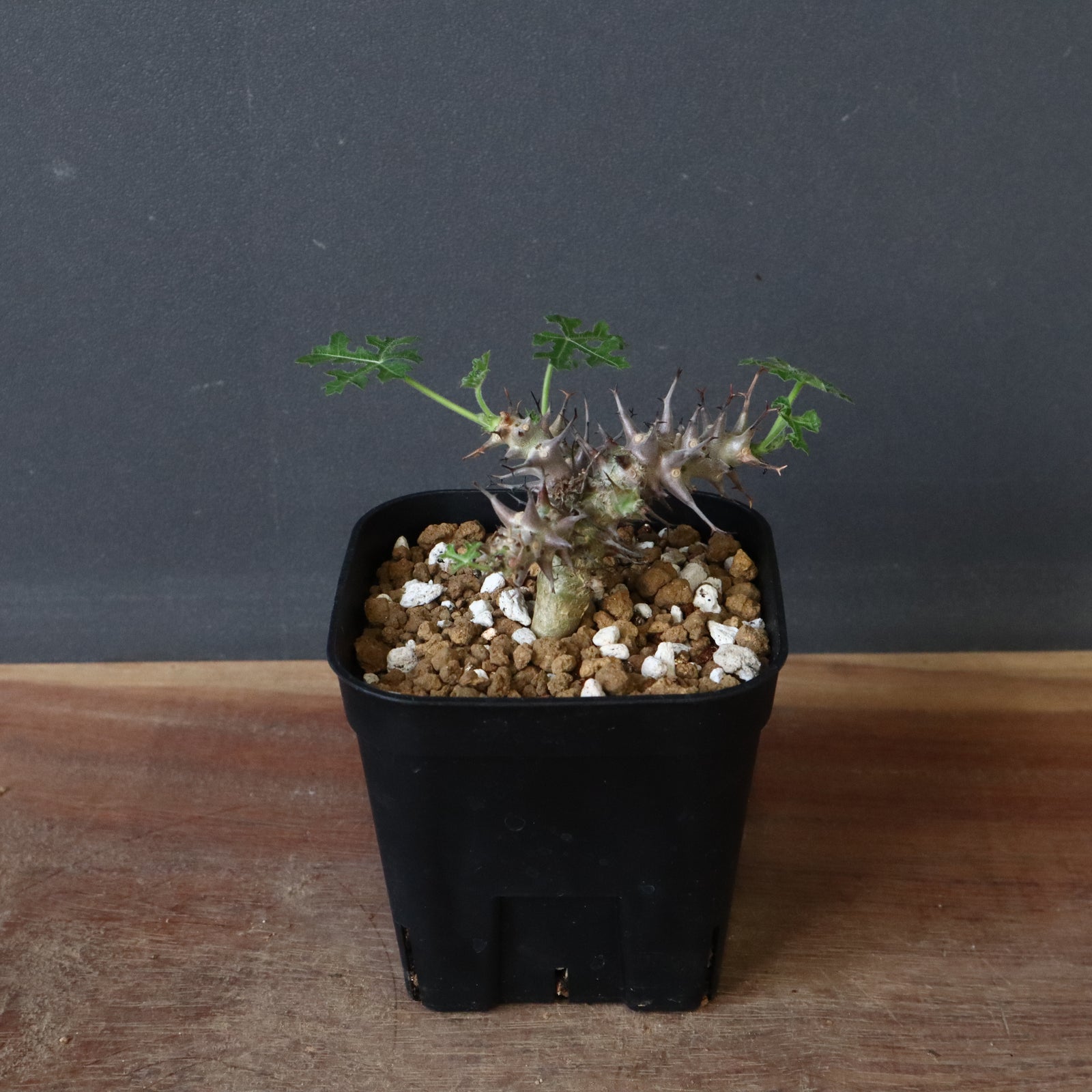 J.パラドクサ (実生) 10 – TaiShoDo ONLINE SHOP