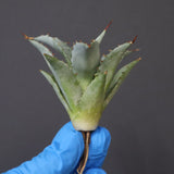 【DRAGON AGAVE】アガベ 甲蟹×妖炎 EC1139