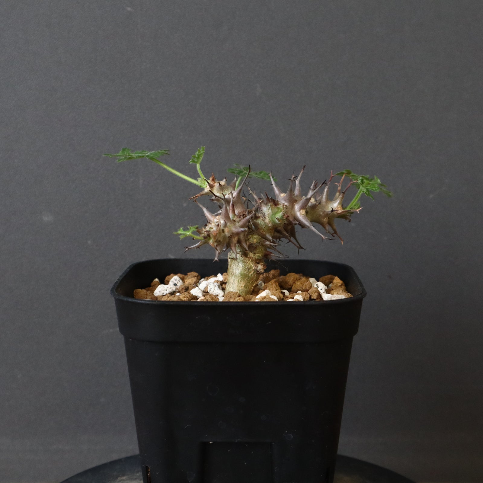 J.パラドクサ (実生) 10 – TaiShoDo ONLINE SHOP