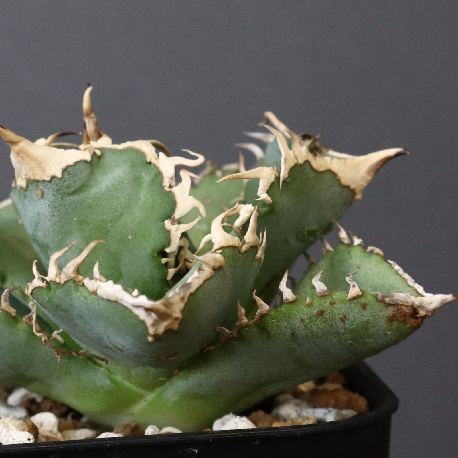 アガベ 白豪刺 EC699 – TaiShoDo ONLINE SHOP