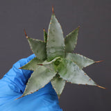 【DRAGON AGAVE】アガベ 甲蟹×妖炎 EC1139