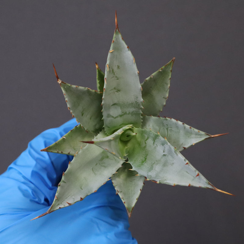 【DRAGON AGAVE】アガベ 甲蟹×妖炎 EC1139