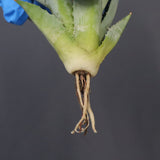 【DRAGON AGAVE】アガベ 甲蟹×妖炎 EC1139