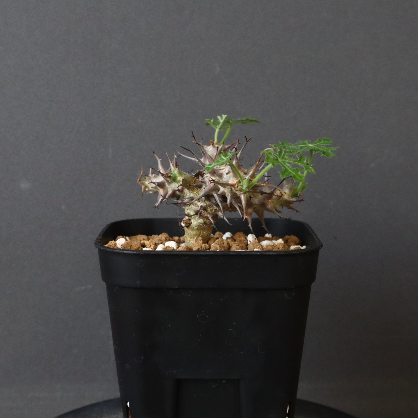 J.パラドクサ (実生) 10 – TaiShoDo ONLINE SHOP