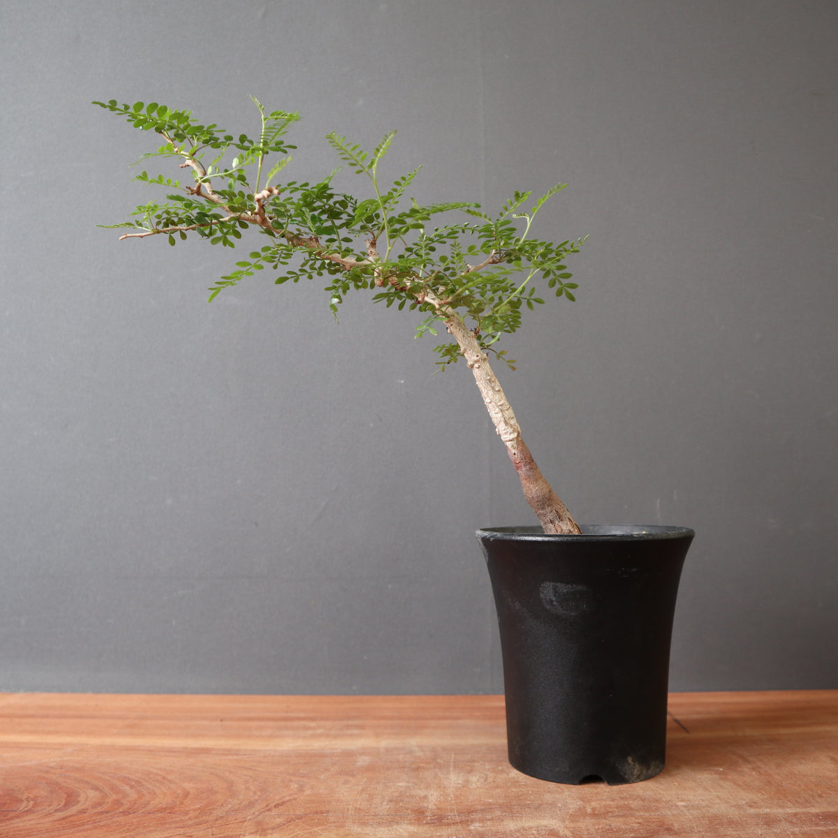 TaiShoDo ONLINE SHOP 塊根植物 多肉植物通販